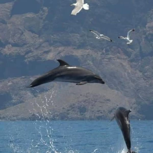 Oglądanie delfinów na Teneryfie