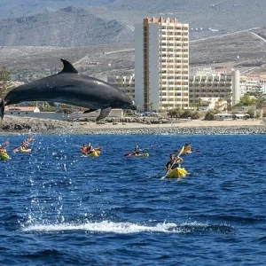 Dolphin watching in Tenerife