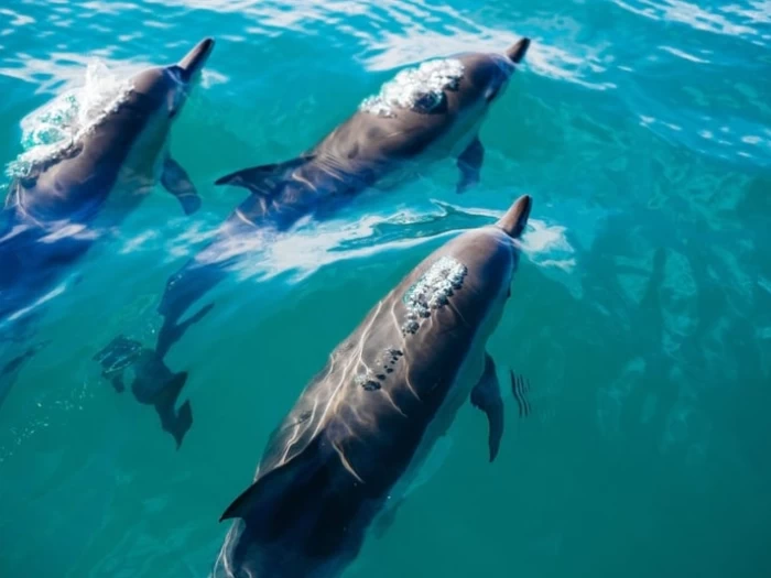 Наблюдение за дельфинами и китами на Тенерифе