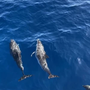 наблюдение за дельфинами Тенерифе