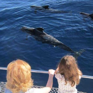 Dolphin watching in Tenerife