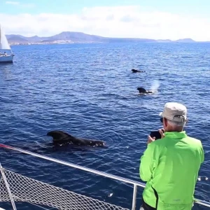 Obserwowanie wielorybów na Teneryfie
