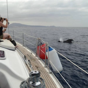 Наблюдение за китами Тенерифе