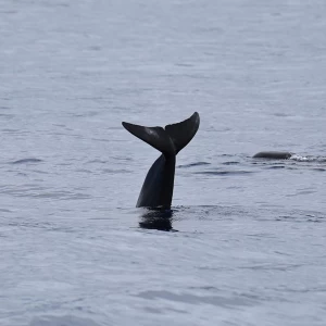 Banginių stebėjimas Tenerifėje