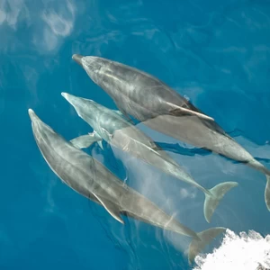 наблюдение за дельфинами Тенерифе