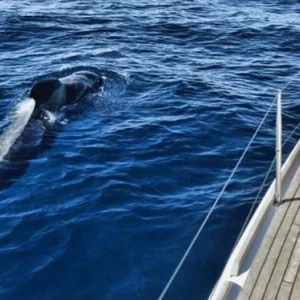 Whale watching in Tenerife