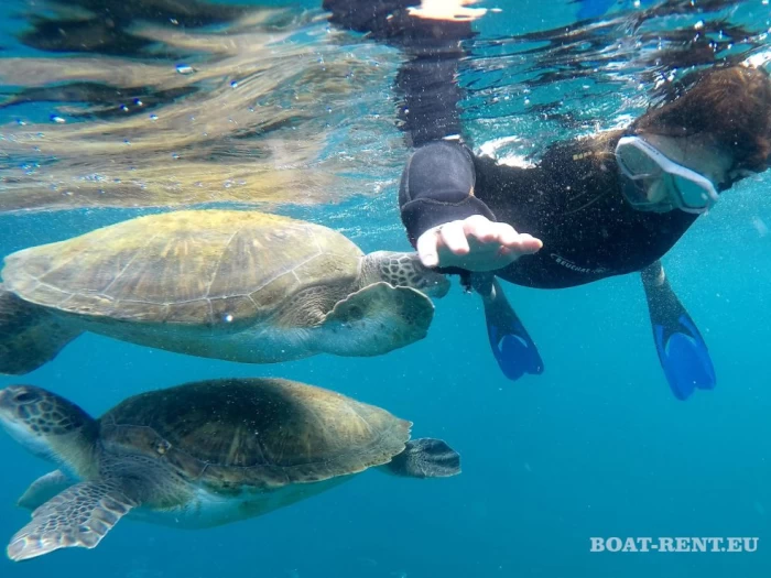 Diving with turtles in Tenerife
